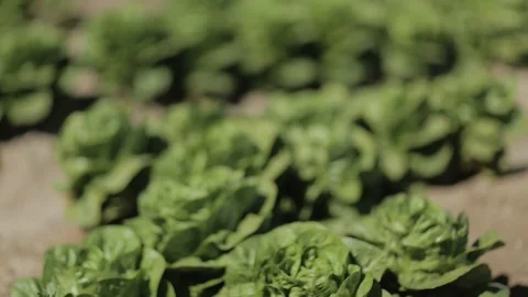Slow Tilt down to Bright Lettuce Crop Stock Footage 94642971