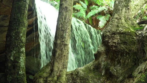 Slow Tilt Down of Lush Waterfall in Green Rainforest with Foreground Tree Stock Footage 314449059