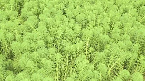 Slow tilt down move and fly up. Close up view on aquatic plant named Parrot F 動画素材 95548242