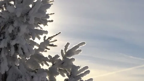 Slow tilt down over beautiful snow-covered tree silhouetted in winter Stock Footage 168233649