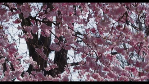Slow Tilt Down Pink Cherry Blossom Tree 4K Stock Footage 331299891