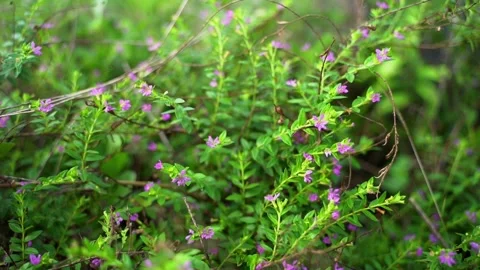 Slow tilt down shot of small purple flowers blooming on green bushes in natur Vídeos de archivo 336864075