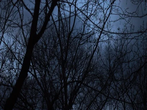 Slow Tilt Down Through Thick Barren Forest in Winter Stock Footage 83489148