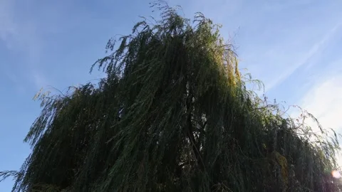 Slow Tilt Down Through Weeping Willow Branches in Sunlight Stock-Footage 347552007