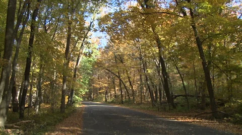 Slow Tilt Up into Forest Canopy of Early Fall Colors over Road Stock Footage 54713607