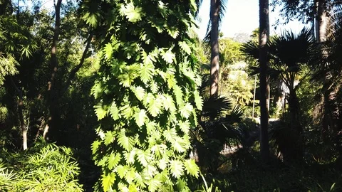 Slow tilt up palm leaf tree with rainforest in background Video stock 109023000