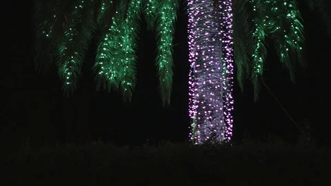 Slow tilt of palm tree with illumination at night. Video stock 76736045