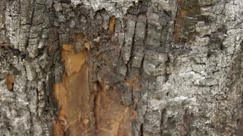Slow tilt shot of burnt tree bark, with ash and cracks on the surface Stock Footage 74837168