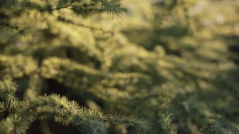 Slow Tilt Up Shot. From the Ground to the Tree Branches. Stock Footage 93732168
