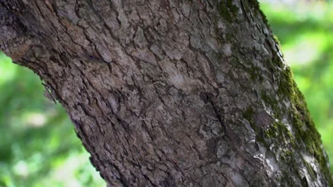 Slow tilt shot, old apple tree bark Stock Footage 342262956