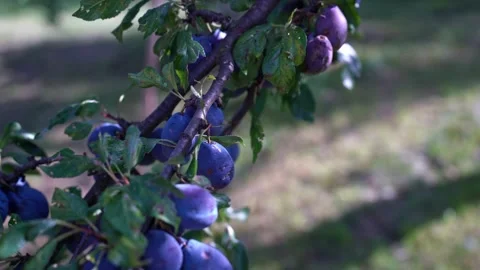 Slow tilt shot, riped and rotten plum fruits Stock Footage 343965306