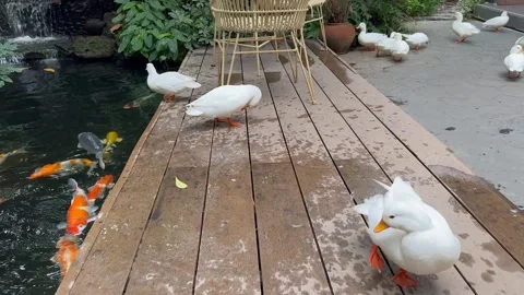 Slow tilt-up shot of white ducks preening beside a koi pond. Видео 345558026