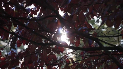 Slow Tilt Up Through Fall Leaves with Lens Flare Stock Footage 236812025
