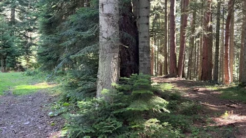 Slow Tilt Up Through Tall Trees in Abant Forest Stock Footage 345520259