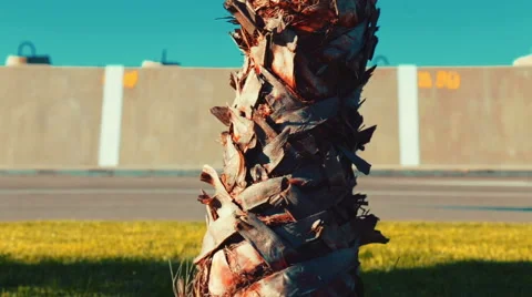 Slow tilt view of a small palm tree on a sunny day, from the roots to the top Video stock 61072130