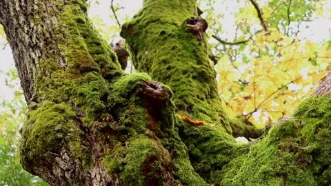 Slow tilting up a large old forest autumn tree trunk covered in green moss Stock Footage 174738110