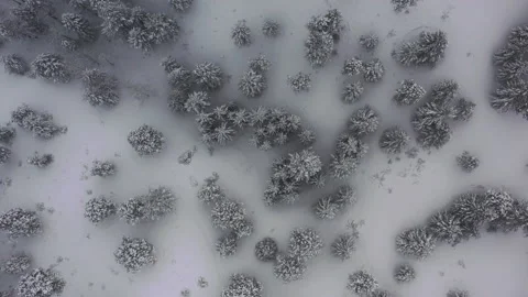 Slow top down parallax of snow covered evergreens Stock-Footage 239244780
