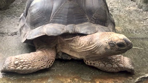 Slow tortoise Stock Footage 141781707