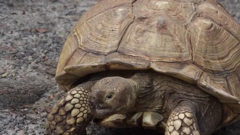 Slow tortoise walking around 库存影片 77841350