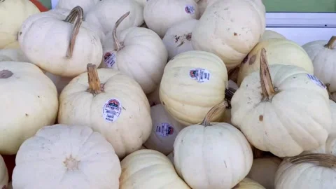 Slow track over variety of small pumpkins displayed outside farmers market store Vídeo Stock 147149045