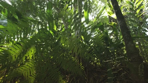 Slow Track Through Tropical Rain Forest Video stock 94133852