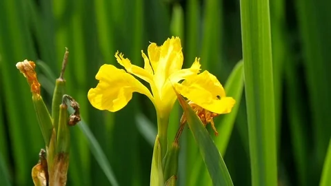 Slow track up yellow iris flower Stock Footage 76692438