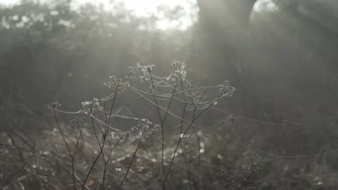 Slow tracking close up atmospheric dewy spider web threads - 4k Stock Footage 130341813