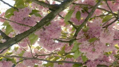 Slow tracking desending through cherry blossoms framing a strong lens flare Stock-Footage 95632723