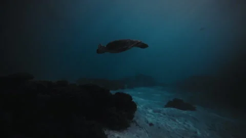 Slow tracking follows turtle silhouette diving down to depths of the ocean Stock Footage 278021089