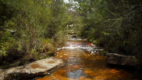 Slow tracking forward over stream and through trees in Australian bush Stock Footage 124508511