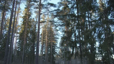 Slow tracking shot along trail through pine trees in national park in Finland  Stock Footage 146273510