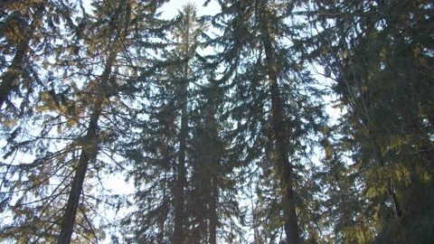 Slow tracking shot along trail through pine trees to reveal sunrise Stock Footage 146273971