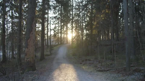 Slow tracking shot along trail through pine trees with sun shining through Stock Footage 146273983