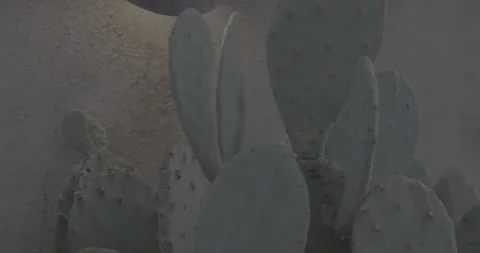 Slow Tracking shot of Cactus Handheld in the Early Morning Stock Footage 246465072