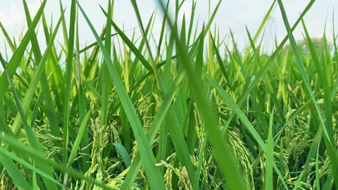 Slow Tracking Shot of Lush Green Rice Field with Parallax Effect Vídeo Stock 318945815