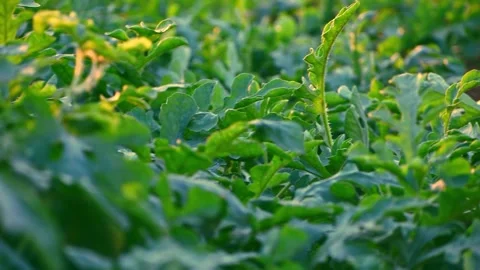 A slow tracking shot moves through a vibrant green watermelon field, reveal.. Stock Footage 341354545