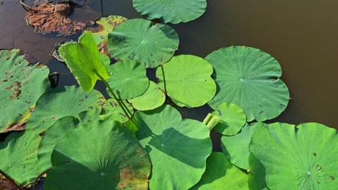 Slow Tracking Shot Over Lotus Leaves Floating on Calm Pond Water Stock Footage 337743808