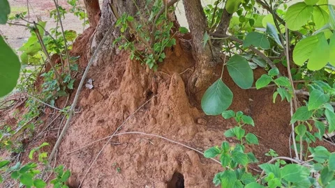 Slow Tracking Shot of Termite Mound Around Tree Base with Multiple Entrance Stock Footage 337977812