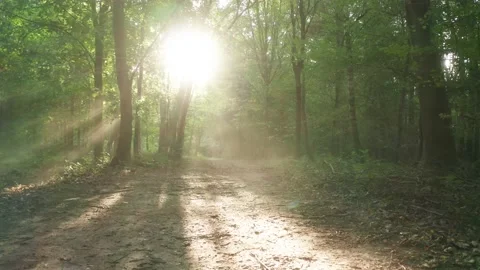 Slow tracking shot through an enchanted forest with gorgeous sun rays Stock Footage 139525526