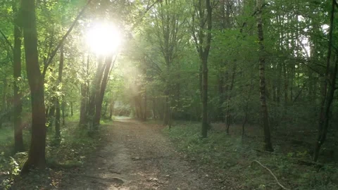 Slow tracking shot through an enchanted forest with gorgeous sun flares Stock Footage 139525763