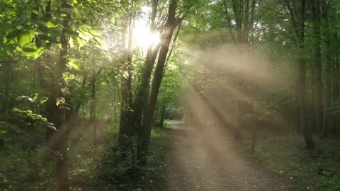 Slow tracking shot through an enchanted forest with gorgeous sun rays Stock Footage