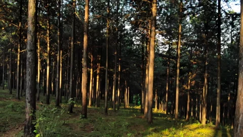 Slow tracking shot through a forest of tall trees Stock Footage 254780922