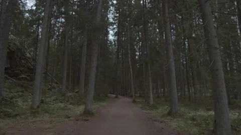 Slow tracking shot through moody pine tree forest in Finland Stock Footage 146279472