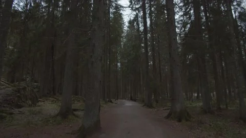 Slow tracking shot through moody pine tree forest in Finland Stock Footage 146279649