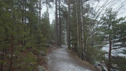 Slow tracking shot through moody pine tree forest in Finland Stock Footage 146288068
