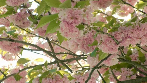 Slow tracking through almost still cherry blossoms ands with a lens flare Stock-Footage 95628412
