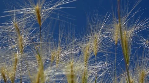 Slow Tracking Through Tall Vibrant Plants Stock Footage 51661837