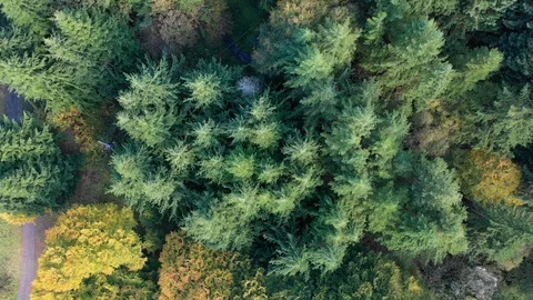 Slow traverse looking straight down on trees Stock Footage 116775573