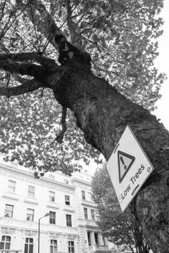 Slow Trees Stock Photos