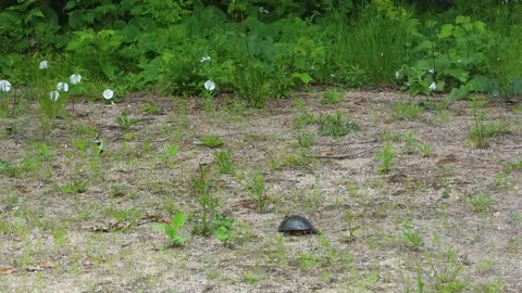 Slow Turtle Advance While Assessing Ideal Nest Terrain Stock Footage 325634291